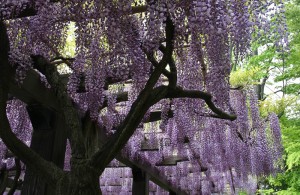 japan_wisteria_18