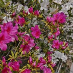 japan_azalea_03