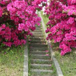 japan_azalea_16