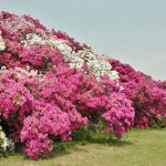 japan_azalea_17