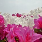 japan_azalea_24