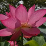 japan_sake_lotus_30