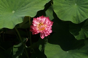 japan_sake_lotus_44