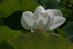 japan_sake_lotus_50