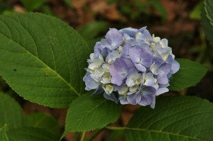 japan_hydrangea_02