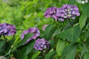 japan_hydrangea_04