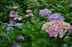 japan_hydrangea_17