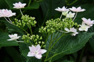 japan_hydrangea_20