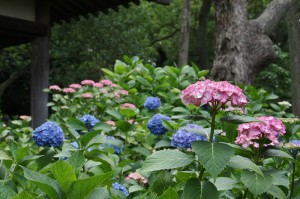 japan_hydrangea_30