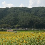 japan_sunflower_07