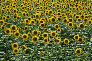 japan_sunflower_08