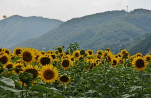 japan_sunflower_09