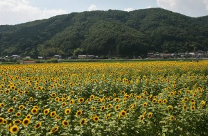 japan_sunflower_13