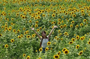 japan_sunflower_15
