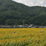 japan_sunflower_16