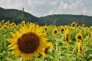 japan_sunflower_17