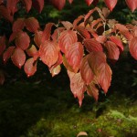 japan_kinkakuji_12