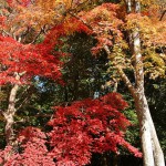 japan_arashiyama_09