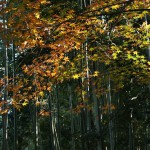 japan_arashiyama_25