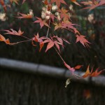 japan_arashiyama_26