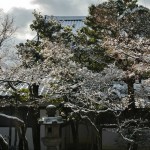 japan_ninna-ji_snow_12