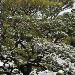 japan_ninna-ji_snow_32