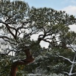 japan_ninna-ji_snow_37