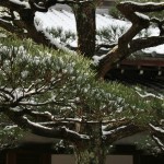 japan_ninna-ji_snow_45