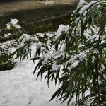 japan_ninna-ji_snow_47