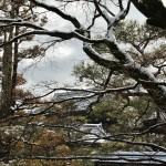 japan_ninna-ji_snow_53