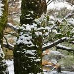 japan_ninna-ji_snow_54