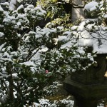 japan_ninna-ji_snow_55