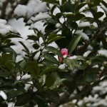 japan_ninna-ji_snow_56