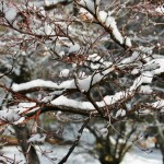 japan_ninna-ji_snow_59