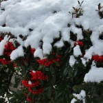 japan_ninna-ji_snow_61