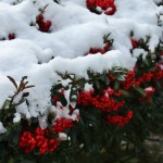 japan_ninna-ji_snow_62