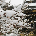 japan_kyoto_snow_17