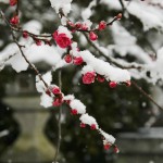 japan_kyoto_snow_26