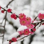 japan_kyoto_snow_31