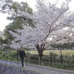 japan_sakura_osaka_06