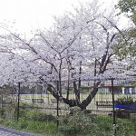 japan_sakura_osaka_07