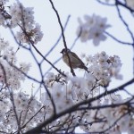 japan_sakura_osaka_10