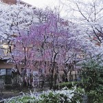 japan_sakura_osaka_12