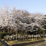 japan_sakura_osaka_13