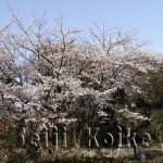 japan_sakura_osaka_15