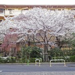 japan_sakura_osaka_18