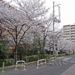 japan_sakura_osaka_19