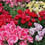 japan_tulips_016