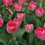 japan_tulips_021