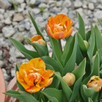 japan_tulips_023